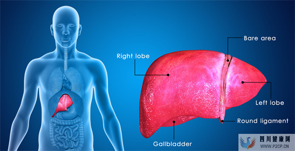 中西医结合共治肝病!疗效更显著!(图1) 中西医结合共治肝病!疗效更显著!(图1)