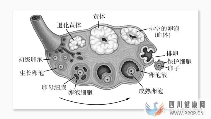 试管婴儿费用大约多少2022年——最全面的费用详解(图3)