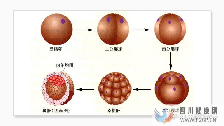 试管婴儿费用大约多少2022年——最全面的费用详解(图4)