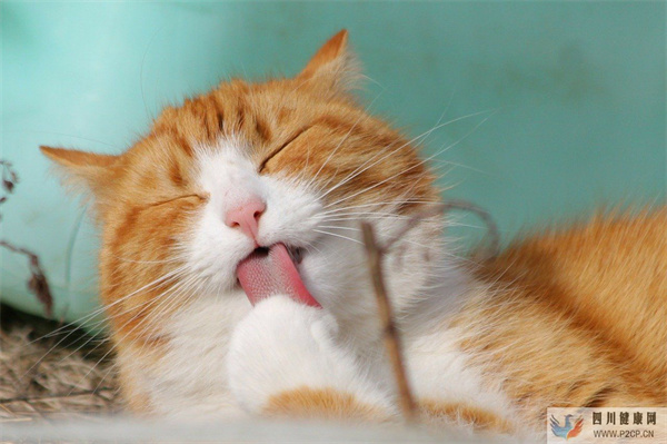 10岁女孩哮喘发作半夜送急诊!原因竟是因为对无毛猫过敏(图1) 10岁女孩哮喘发作半夜送急诊!原因竟是因为对无毛猫过敏(图1)