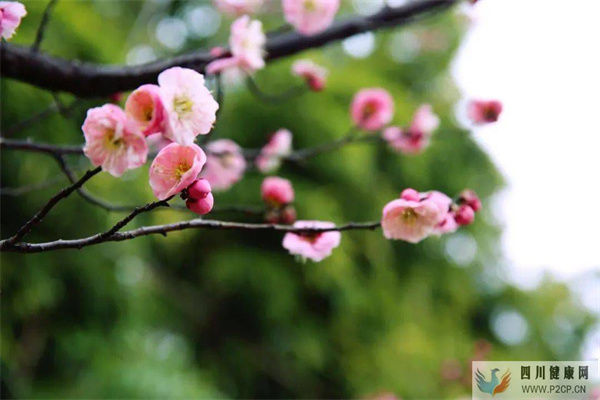 健康是福,健康是乐!(图1) 健康是福,健康是乐!(图1)