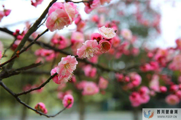 健康是福,健康是乐!(图2) 健康是福,健康是乐!(图2)