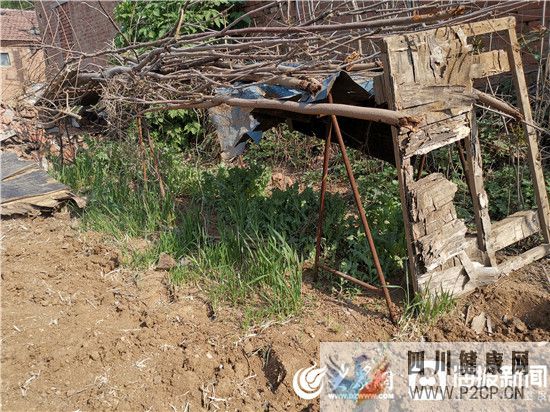 罂粟菜能治糖尿病?大爷好心帮朋友结果“悲剧”了(图3) 罂粟菜能治糖尿病?大爷好心帮朋友结果“悲剧”了(图3)