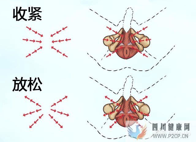 男性PC肌锻炼,凯格尔运动男性版详解(图4) 男性PC肌锻炼,凯格尔运动男性版详解(图4)