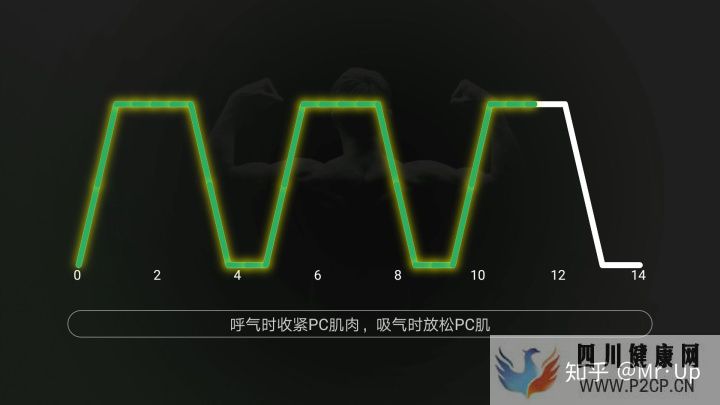 男性PC肌锻炼,凯格尔运动男性版详解(图8) 男性PC肌锻炼,凯格尔运动男性版详解(图8)