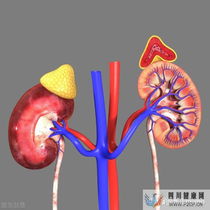 什么是内分泌(图2) 什么是内分泌(图2)