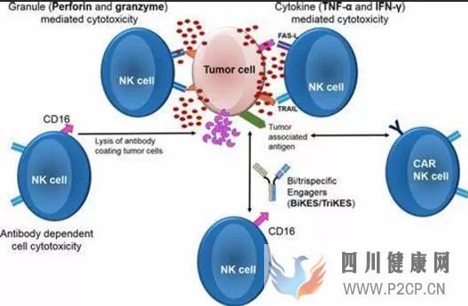 IntJMolSci:当“CAR技术”遇见“干细胞”或会产生不可思议的效果!(干细胞的效果)(图2) IntJMolSci:当“CAR技术”遇见“干细胞”或会产生不可思议的效果!(干细胞的效果)(图2)