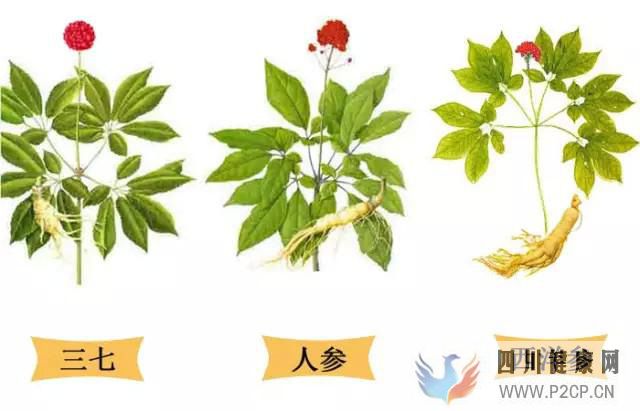 三七参、人参、西洋参的主要区别和不同功效(干细胞的主要功效)(图1) 三七参、人参、西洋参的主要区别和不同功效(干细胞的主要功效)(图1)