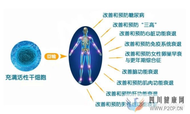 干细胞可中断衰老过程,延长寿命(干细胞的作用和功效能管几年)(图2) 干细胞可中断衰老过程,延长寿命(干细胞的作用和功效能管几年)(图2)