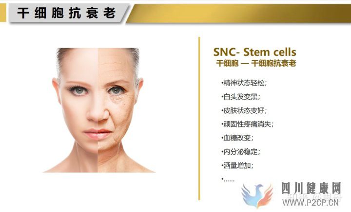 干细胞可中断衰老过程,延长寿命(干细胞的作用和功效能管几年)(图3) 干细胞可中断衰老过程,延长寿命(干细胞的作用和功效能管几年)(图3)