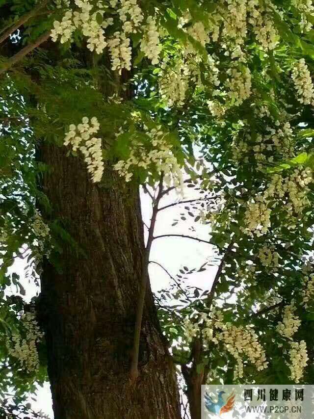 洋槐蜂蜜的功效与作用洋槐蜂蜜水的作用与功效?(干细胞的作用与功效)(图2) 洋槐蜂蜜的功效与作用洋槐蜂蜜水的作用与功效?(干细胞的作用与功效)(图2)