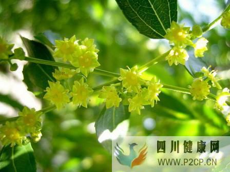 喝枣花蜜的作用与功效,枣花蜜蜂蜜的作用与功效?(干细胞的作用与功效)(图3) 喝枣花蜜的作用与功效,枣花蜜蜂蜜的作用与功效?(干细胞的作用与功效)(图3)