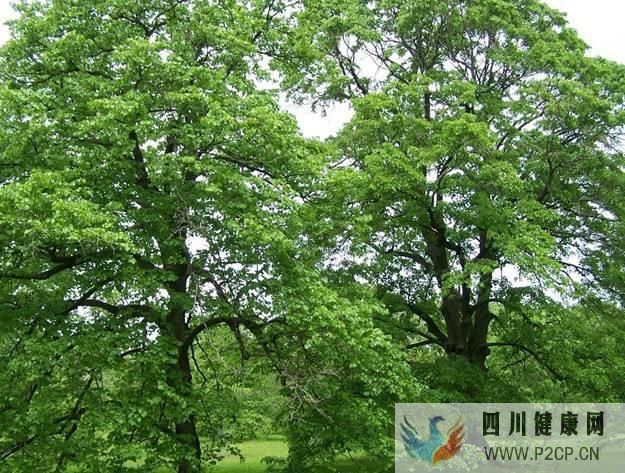 椴树花蜜的作用与功效(干细胞的作用与功效)(图2) 椴树花蜜的作用与功效(干细胞的作用与功效)(图2)