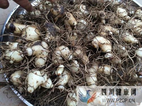 白芨和蜜蜂慢性咳嗽怎么吃小白芨蜂蜜治什么病(干细胞都治什么病)(图1) 白芨和蜜蜂慢性咳嗽怎么吃小白芨蜂蜜治什么病(干细胞都治什么病)(图1)