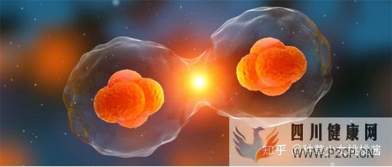 权威解析打干细胞美容的好处和坏处、打了干细胞脸...(干细胞对面部的重要作用)(图9) 权威解析打干细胞美容的好处和坏处、打了干细胞脸...(干细胞对面部的重要作用)(图9)