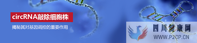 circRNA敲除细胞株揭秘其对基因调控的重要作用(干细胞对面部的重要作用)(图1) circRNA敲除细胞株揭秘其对基因调控的重要作用(干细胞对面部的重要作用)(图1)