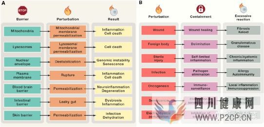 Cell重磅综述健康的三大方面和八大特征(图6)
