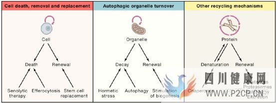 Cell重磅综述健康的三大方面和八大特征(图8)