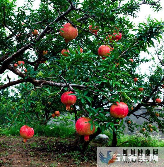 糖尿病不能吃水果吗?当然不是,常吃这种水果,血糖不升反降!(图2) 糖尿病不能吃水果吗?当然不是,常吃这种水果,血糖不升反降!(图2)