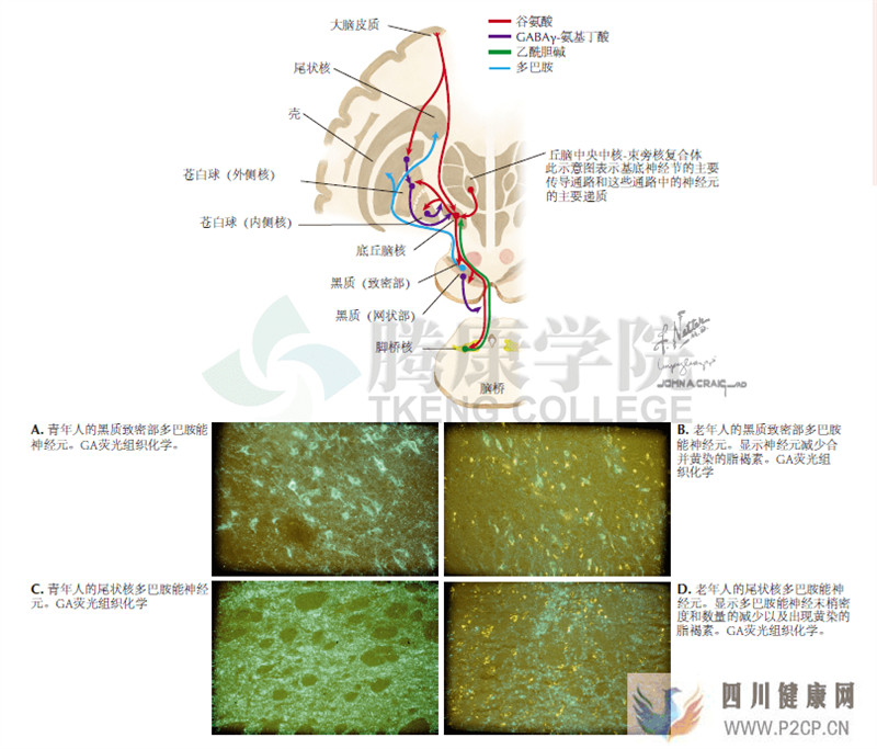 神经解剖学基底神经节环路和神经递质原理图(图1) 神经解剖学基底神经节环路和神经递质原理图(图1)
