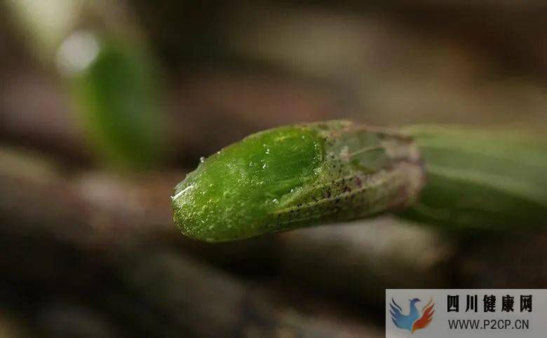 铁皮石斛可以治疗糖尿病的原因是什么?糖尿病人你得吃铁皮石斛(图1) 铁皮石斛可以治疗糖尿病的原因是什么?糖尿病人你得吃铁皮石斛(图1)