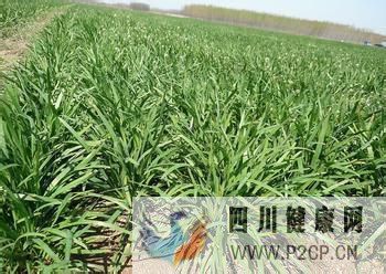 糖尿病吃什么好三(图3) 糖尿病吃什么好三(图3)