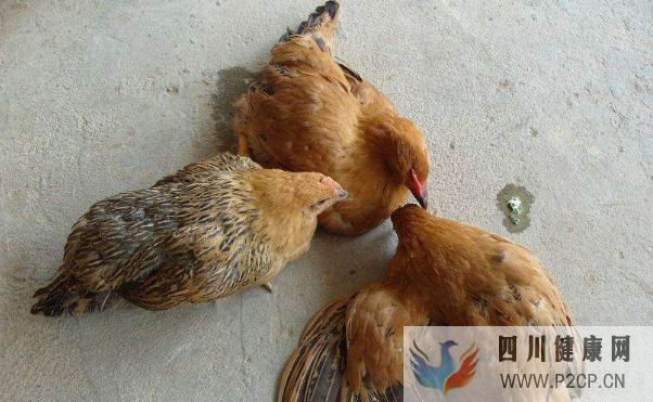 鸡瘟的症状有哪些表现,鸡瘟怎么治疗才是关键(图2) 鸡瘟的症状有哪些表现,鸡瘟怎么治疗才是关键(图2)