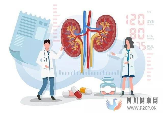 中科西部细胞:干细胞疗法——肾脏疾病的潜在治疗选择(图1) 中科西部细胞:干细胞疗法——肾脏疾病的潜在治疗选择(图1)