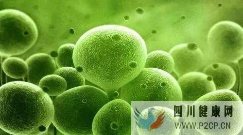 小细胞大作用:干细胞疗法给于社会有需要帮助的人士(图1) 小细胞大作用:干细胞疗法给于社会有需要帮助的人士(图1)