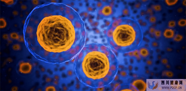 干细胞治疗糖尿病降低抗癌副作用(图1) 干细胞治疗糖尿病降低抗癌副作用(图1)