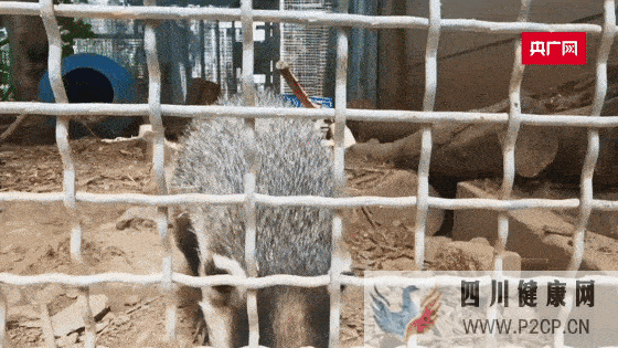 陪红隼健身、分析翠鸟体重变化……南京这个中心为700多只动物提供“定制服务”(图1) 陪红隼健身、分析翠鸟体重变化……南京这个中心为700多只动物提供“定制服务”(图1)