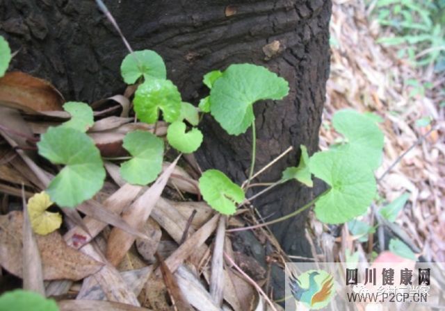 农村一种治糖尿病良药,识货人当成宝,不懂的当成草,你认识吗?(图2) 农村一种治糖尿病良药,识货人当成宝,不懂的当成草,你认识吗?(图2)