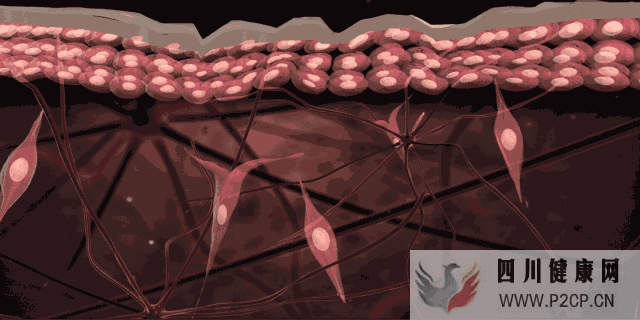 “返老还童”不荒谬!干细胞可延缓衰老速度,干细胞...(图5) “返老还童”不荒谬!干细胞可延缓衰老速度,干细胞...(图5)