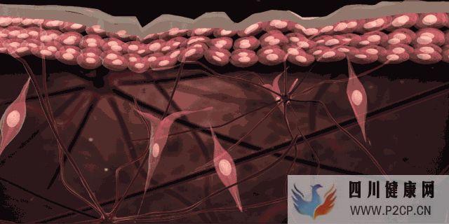 “返老还童”不荒谬!干细胞可延缓衰老速度,干细胞...(图6) “返老还童”不荒谬!干细胞可延缓衰老速度,干细胞...(图6)