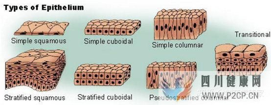 当你说肿瘤时,你知道自己说的是啥吗(图1) 当你说肿瘤时,你知道自己说的是啥吗(图1)