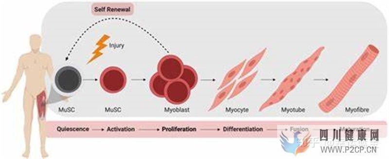 关于干细胞填充要做几次,干细胞填充一般多久才看到...(图2) 关于干细胞填充要做几次,干细胞填充一般多久才看到...(图2)