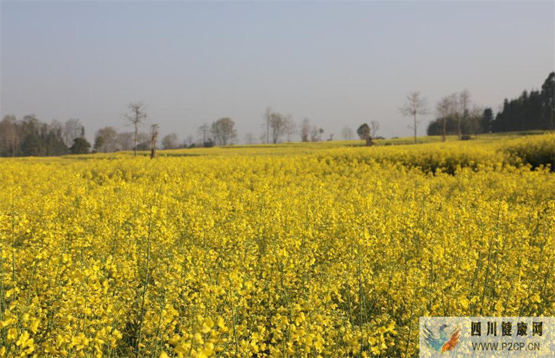 蜂王浆喝多久才有效果蜂王浆要服用几个月(图1) 蜂王浆喝多久才有效果蜂王浆要服用几个月(图1)