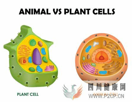 谈谈植物干细胞和动物干细胞的异同,以及有何用(图2) 谈谈植物干细胞和动物干细胞的异同,以及有何用(图2)