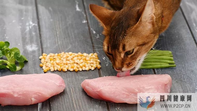 家有老猫必看:糖尿病的罪魁祸首(及控制与治疗)(图1) 家有老猫必看:糖尿病的罪魁祸首(及控制与治疗)(图1)