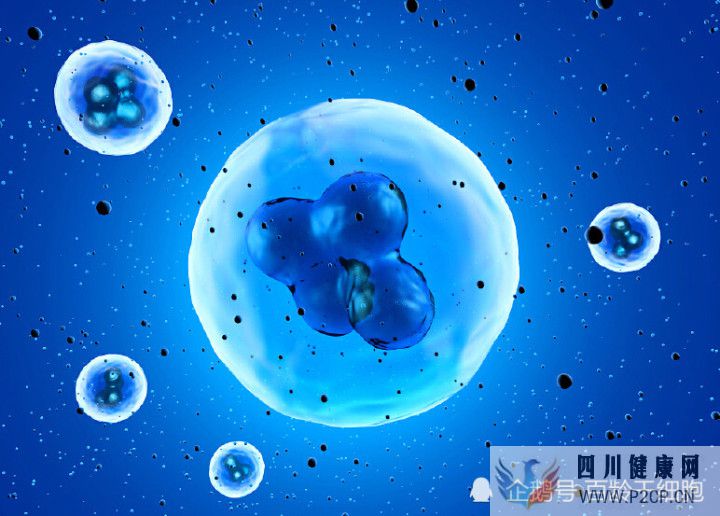 什么是干细胞干细胞有什么作用(图3) 什么是干细胞干细胞有什么作用(图3)