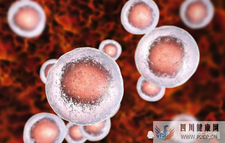 什么是干细胞干细胞有什么作用(图8) 什么是干细胞干细胞有什么作用(图8)