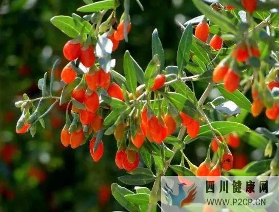 枸杞的四大作用，长期枸杞好处多(图2)