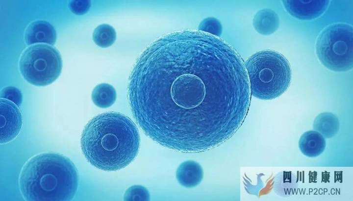 简述干细胞的五项作用(图1) 简述干细胞的五项作用(图1)