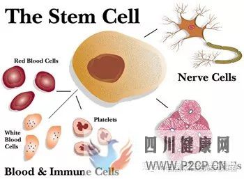 关于干细胞你所不知道的好处(图7) 关于干细胞你所不知道的好处(图7)