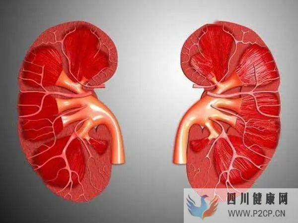 干细胞3大功能修复慢性肾病(图1) 干细胞3大功能修复慢性肾病(图1)