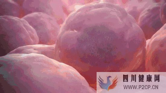 干细胞是干什么的有什么作用和“我”有什么关...(图5) 干细胞是干什么的有什么作用和“我”有什么关...(图5)