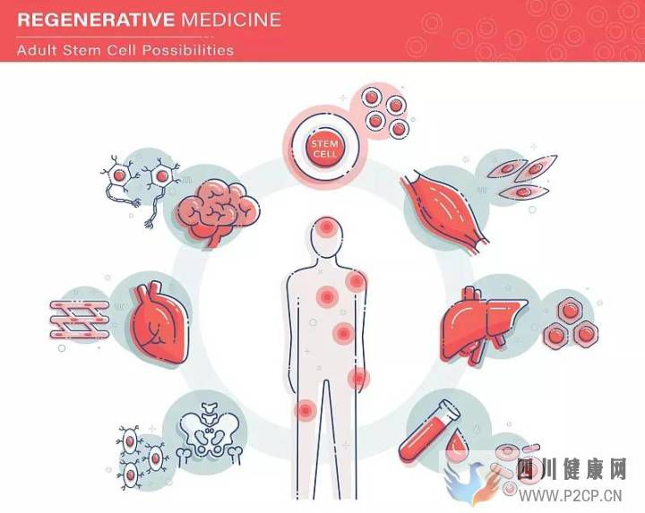 科普丨干细胞是干什么的能治疗哪些病国内外研究...(图9) 科普丨干细胞是干什么的能治疗哪些病国内外研究...(图9)