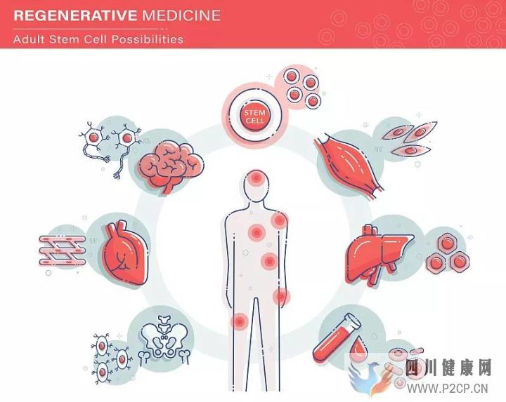 科普丨干细胞是干什么的能治疗哪些病国内外研究...(图10) 科普丨干细胞是干什么的能治疗哪些病国内外研究...(图10)
