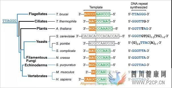 揭秘干细胞四大功能(四)如何进行抗凋亡(图7) 揭秘干细胞四大功能(四)如何进行抗凋亡(图7)