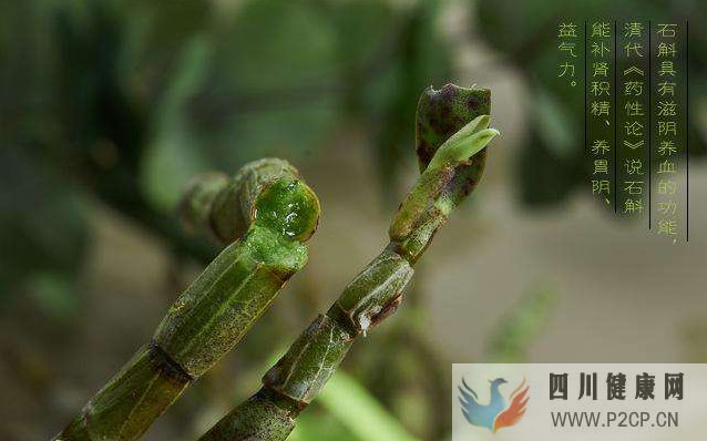 铁皮石斛的功效与作用铁皮石斛预防八大疾病,这个冬天有它足够(图1) 铁皮石斛的功效与作用铁皮石斛预防八大疾病,这个冬天有它足够(图1)